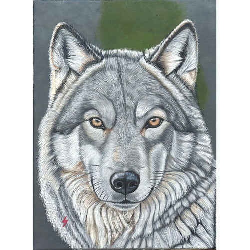 Tatenda Majoni - Wolf / PAF3934