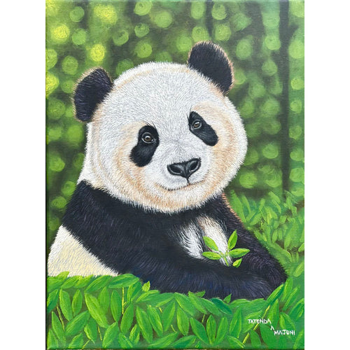 Tatenda Majoni - Panda / PAF3936