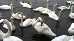 I Eat Swans Mug