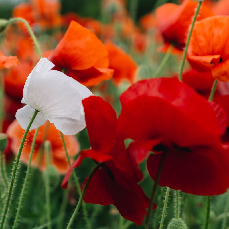 Peace Poppies